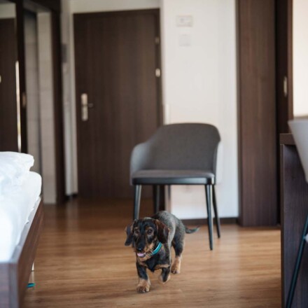 Hunde willkommen: Ein Dackel läuft in einem Hotelzimmer. 