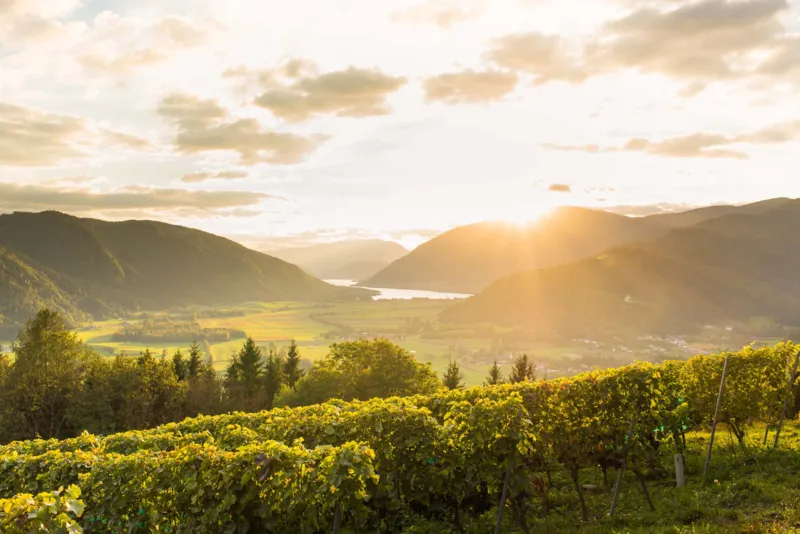 Weinberge im Sonnenuntergang mit Blick auf den Ossiacher See.