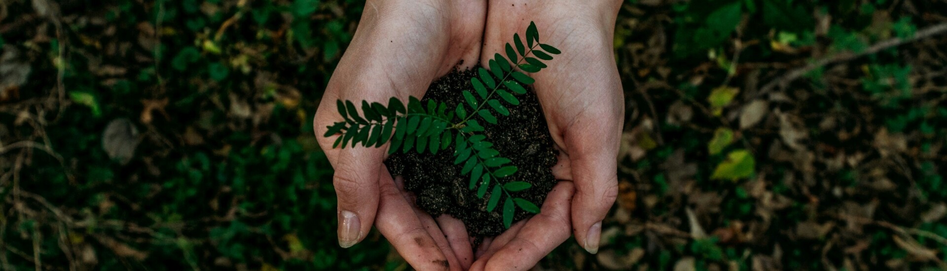 Hände halten einen kleinen Setzling mit Erde.