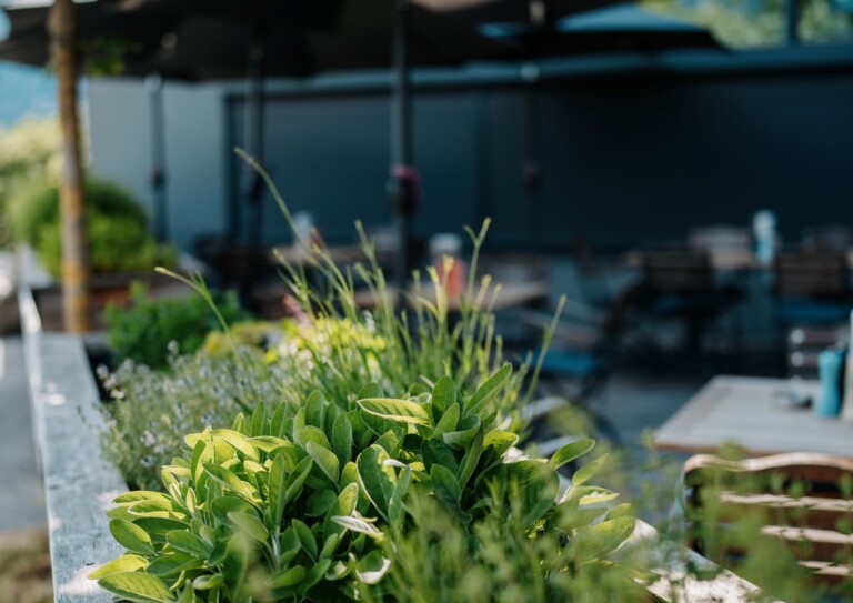 Grüne Pflanzen im Gastgarten mit Sonnenschirmen im Hintergrund.