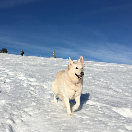 Ein weißer Schäferhund läuft über den Schnee