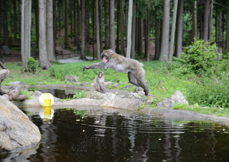 Ein Affe springt über einen Teich im Wald, während ein anderer zusieht. Ein gelber Ball liegt am Ufer.